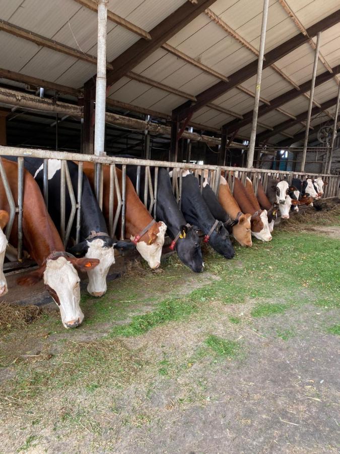 Herberg Boerderij De Straat-Hof Leimuiden Exterior foto